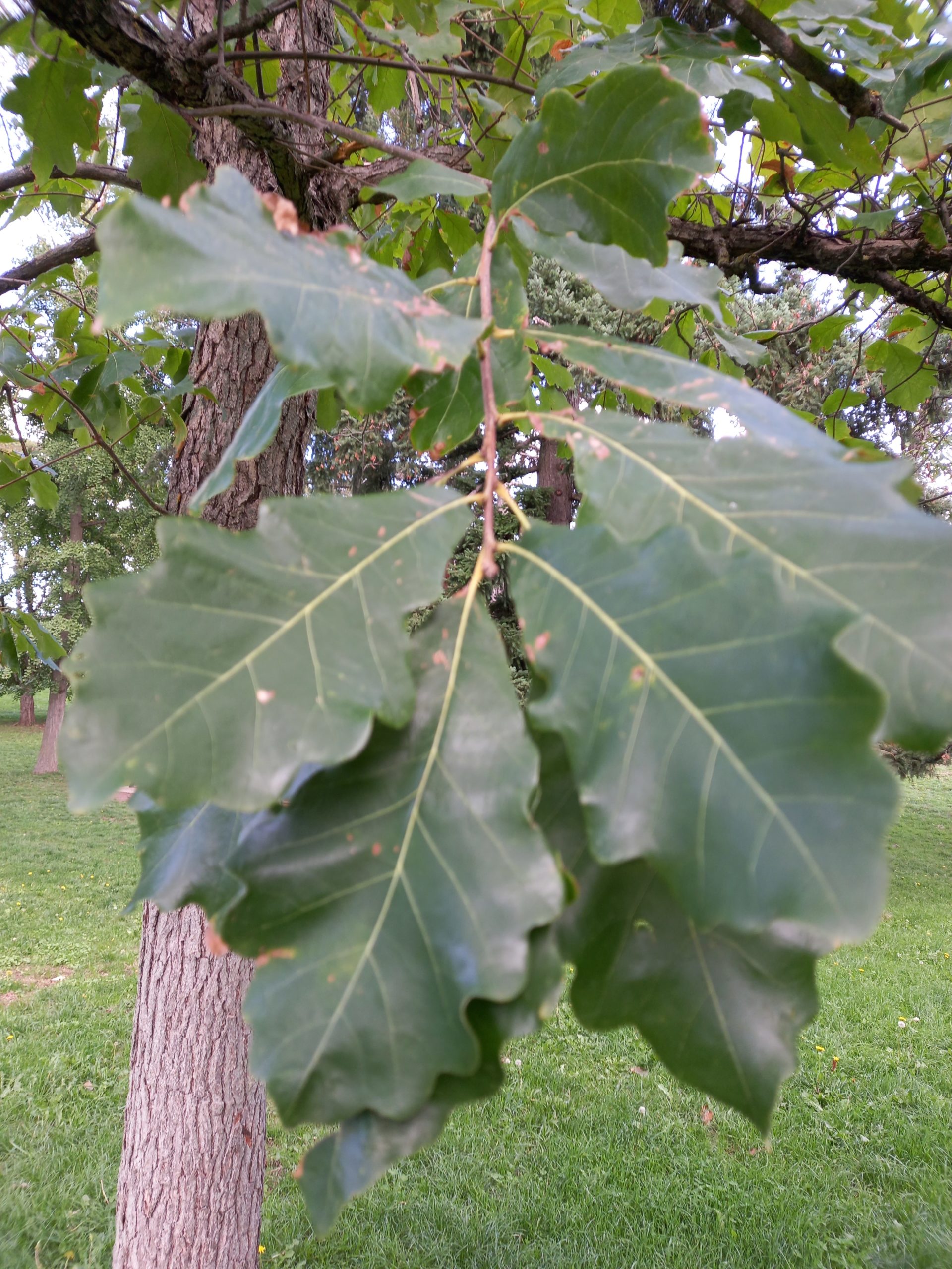 Ma Botanique: Chêne bicolore, Chêne blanc des marais