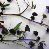 Oxalis corniculé, Oxalis cornu, Trèfle jaune