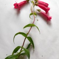 Penstémon ‘Schoenholzeri’