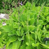 Sauge de Forsskaol, Sauge de la mer noire, Sauge indigo