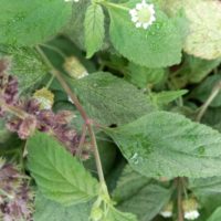 Verveine sucrante, Herbe sucrée des Aztèques, « Herbe douce »