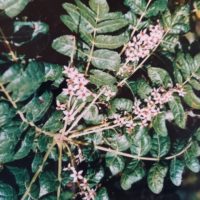 Arbres à encens et à myrrhe