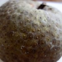 Fruit à pain, Uru, Breadfruit