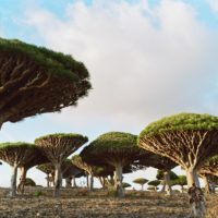 Dragonnier de Socotra, Arbre à sang-dragon