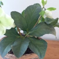 <strong>Rose de Noël, Hellébore noir, Ellébore noir, Herbe aux fous, Pain de couleuvre</strong>