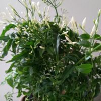 <strong>Jasmin d’hiver blanc, Jasmin à fleurs multiples</strong>