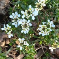 <strong>Ibéride toujours verte, Ibéris toujours vert, Tabouret, Thlaspi de Candie</strong>