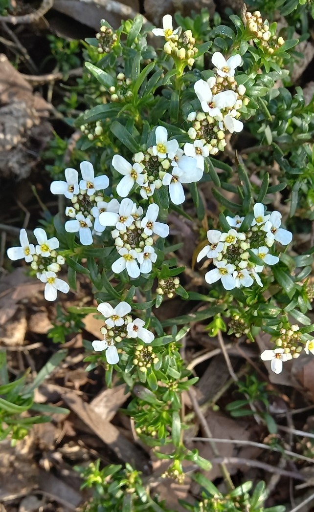 Ma Botanique Ibéride toujours verte, Ibéris toujours vert, Tabouret