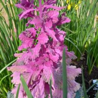 <strong>Chou ornemental, Chou plume, Chou aigrette</strong>