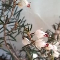 Bruyère d’hiver horticole