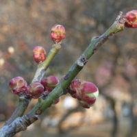 Prunier du Japon, Prunier mume, Abricotier du Japon, Ume