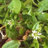 Mouron des oiseaux, Mouron d’hiver, Stellaire intermédiaire, Morgeline