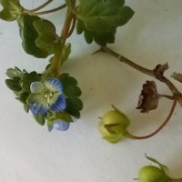 Véronique de Perse, Véronique de Tournefort, Véronique commune