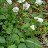 Ail de Naples, Ail blanc