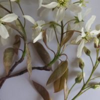 Amélanchier de Lamarck, Amélanchier du Canada