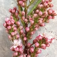 Tamaris à 4 étamines, Tamaris de printemps