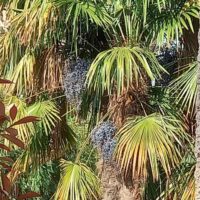 Palmier de Chine, Palmier à chanvre, Palmier moulin