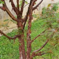 Érable cannelle, Érable à écorce de papier