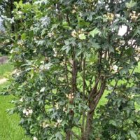 Pommier à feuilles d’érable ou pommier à feuilles d’érable, Pommier sauvage libanais , Pommier à trois lobes
