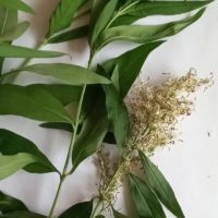 Fontanesia de Chine, Fontanesia à feuilles de filaire