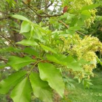 Frêne à fleurs, Orne, Frêne à manne