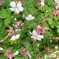 Géranium vivace cantabrigiense