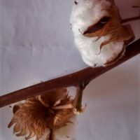 Coton herbacé, Coton de l’Inde, Coton ornemental