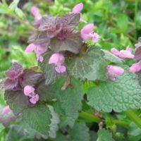 Lamier pourpre, Ortie rouge