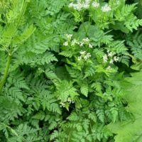 Cerfeuil musqué, Myrrhe odorante, Cerfeuil anisé, Grand cerfeuil vivace, Cerfeuil d’Espagne