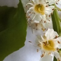 Laurier du Portugal, Prunier du Portugal