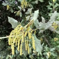 Chêne vert, Chêne yeuse, Chêne faux-houx