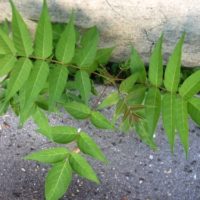 Ailante glanduleux, Faux vernis du Japon, Frêne puant