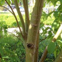 Érable du Père David, Érable à peau de serpent