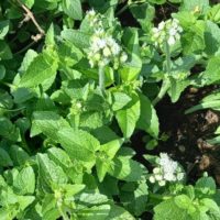 Agératine élevée, Eupatoire rugeuse, Serpent blanc