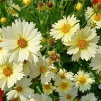 Coréopsis des prairies, Coréopsis palmé