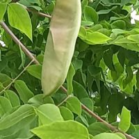 Chicot du Canada, Bonduc, Arbre à café du Kentchucky, Gros févier