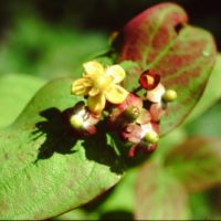 Millepertuis androsème, Androsème officinal, Toute-bonne, Toute-sainte