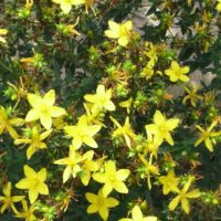 Millepertuis perforé, Herbe de la St. Jean, Herbe à mille trous, Millepertuis officinal