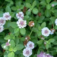Verveine nodulaire, Verveine du pays, Lippia gazon, Lippia à fleurs nodales