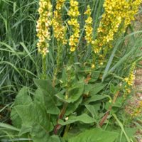 Molène noire, Bouillon noir, Cierge maudit