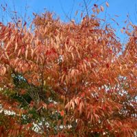 Zelkova du Japon, Keyaki, Orme du Japon