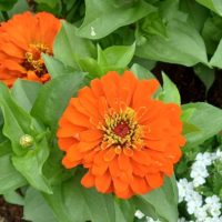 Zinnia élégant, Zinnia flamme jaune