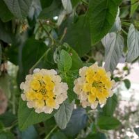 Lantanier, thé de Gambie Galabert, Lantana mine d’or, Camara