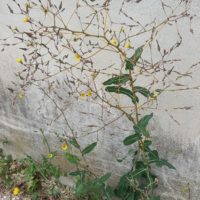 Laitue scarole, Escarole, Laitue sauvage