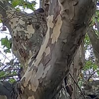 Platane commun, Platane à feuille d’érable