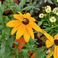 Rudbeckie lumineuse, Rudbeckie brillante