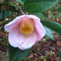 Camellia de Higo, Emblème des samouraïs