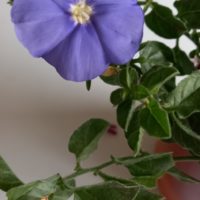 Liseron de Mauritanie Liseron des roches bleues , Liseron de Vado Ligure