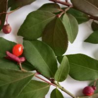 Fusain ailé, Fusain ardent