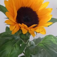 Tournesol de jardin, Soleil, Hélianthe annuel